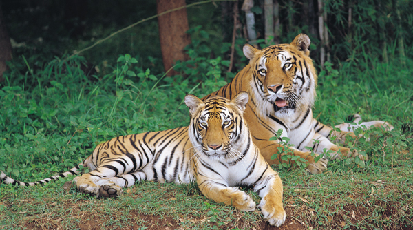 Vijayawada Car hire